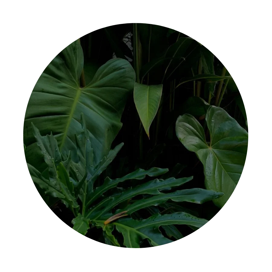 Verde Selva Profunda