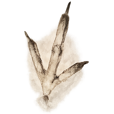 Huella NIDOUM